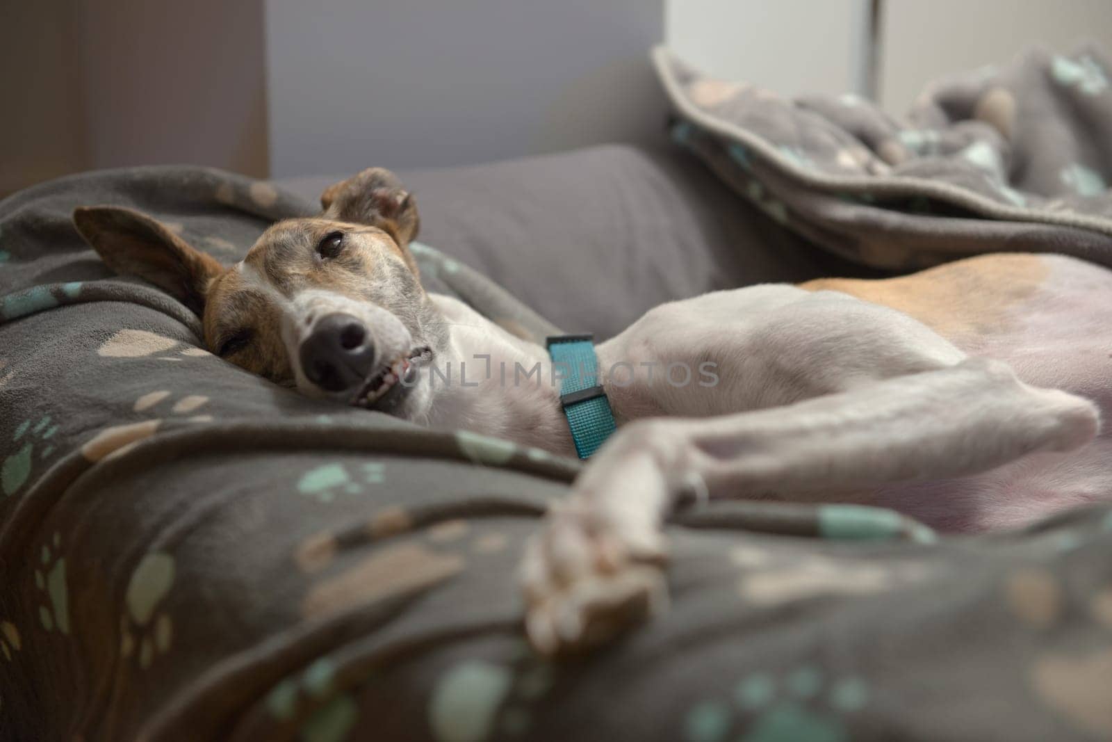 From the comfort of her paw patterned blankets and dog bed, a pet adopted greyhound opens a sleepy eye to look at the camera. Paw outstretched
