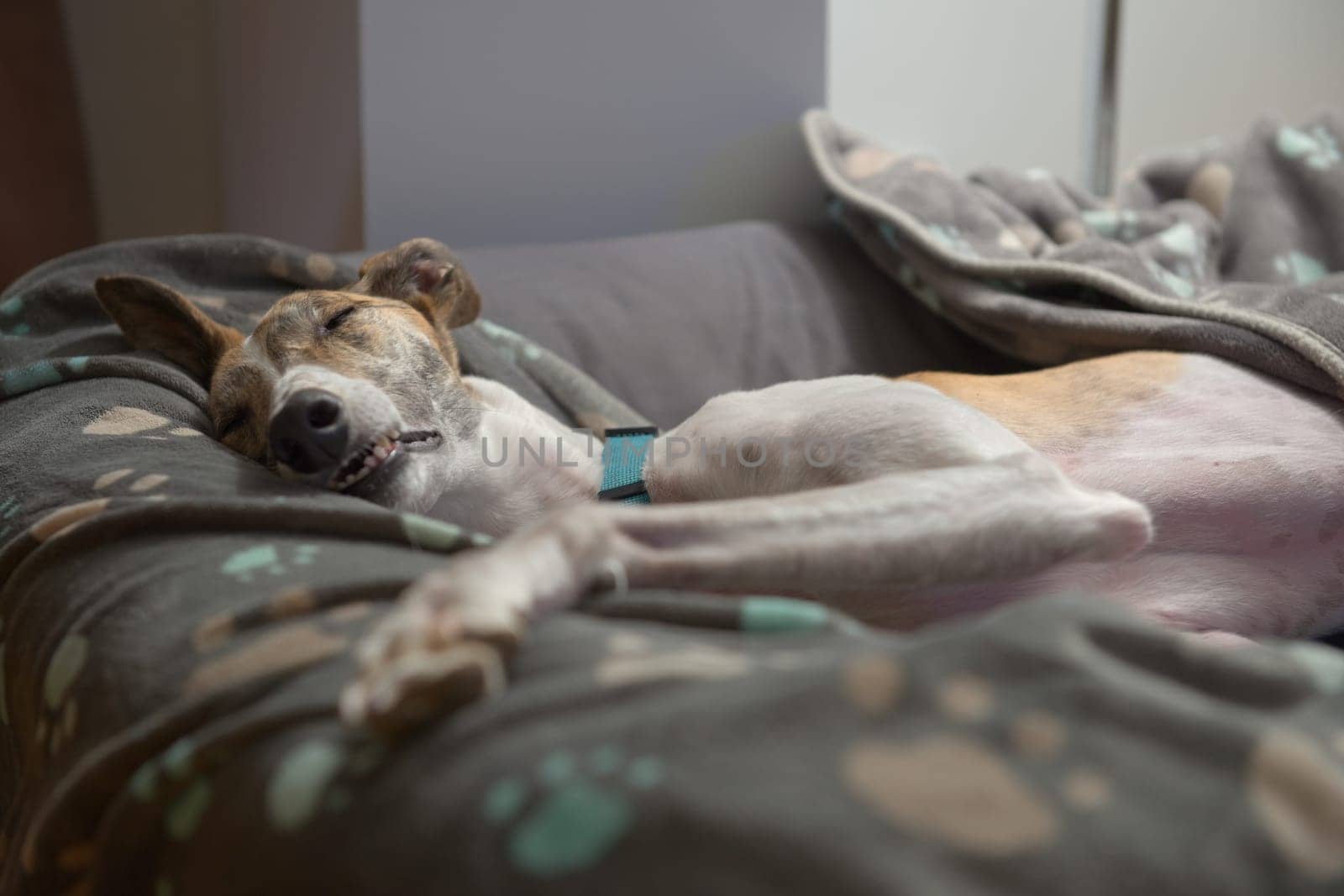 In a deep sleep, a large female pet greyhound stretches out in her dog bed with an unusual face. Eyes closed and teeth shown as she slumbers.