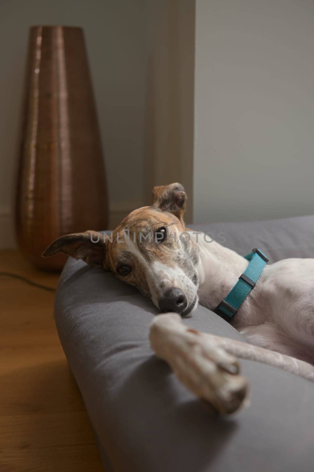Floppy and tired adopted pet greyhound relaxes on her large dog bed. Eye shines in the lamp light. Orange and teal color theme to this vertical image