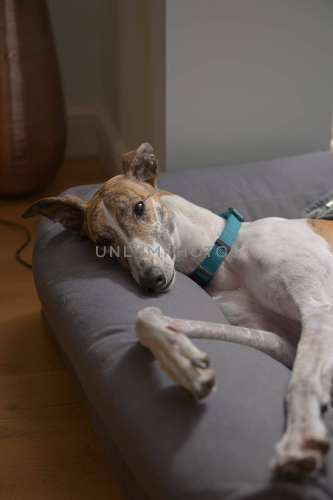 Vertical image of pet greyhound with a turquoise or teal collar. Orange and teal color theme as she relaxes in a modern domestic setting on a dog bed