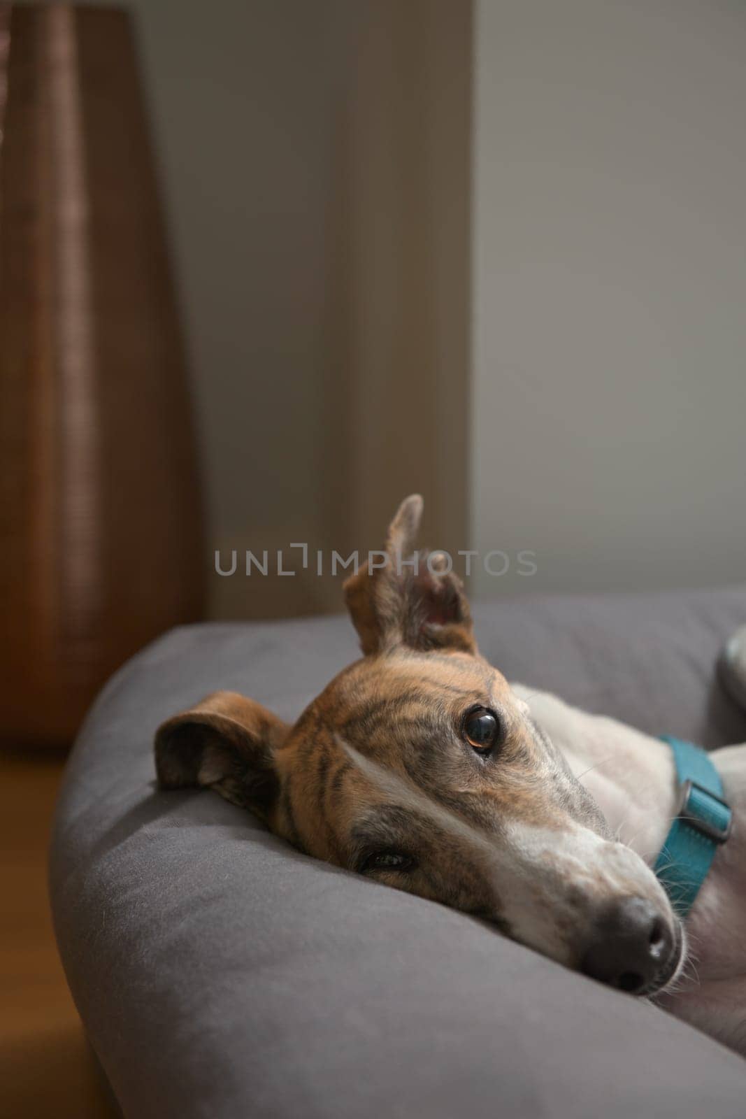 Vertical close up of rescued pet greyhounds face. Adorable yet striking deep brown eye shines in the lamp light from the lounge. Modern background