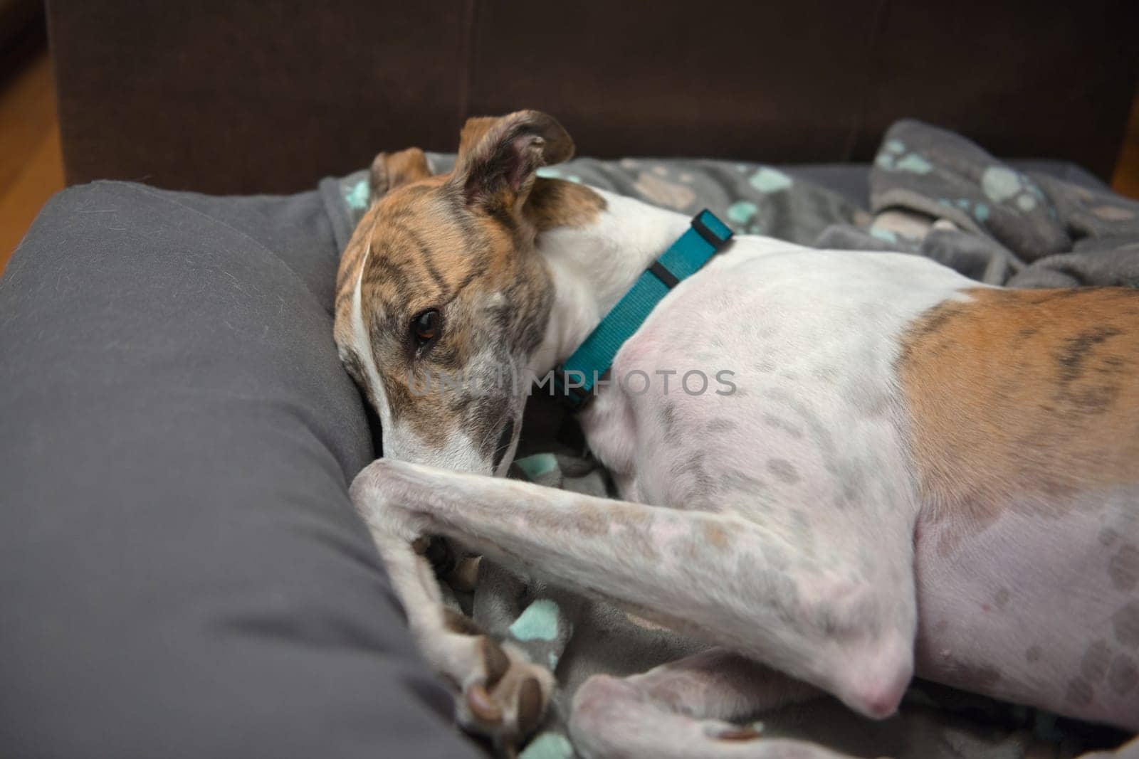White and brindle pet adopted greyhound adorably curls up in her dog bed. Paw and front leg raised near her face and deep brown eye.