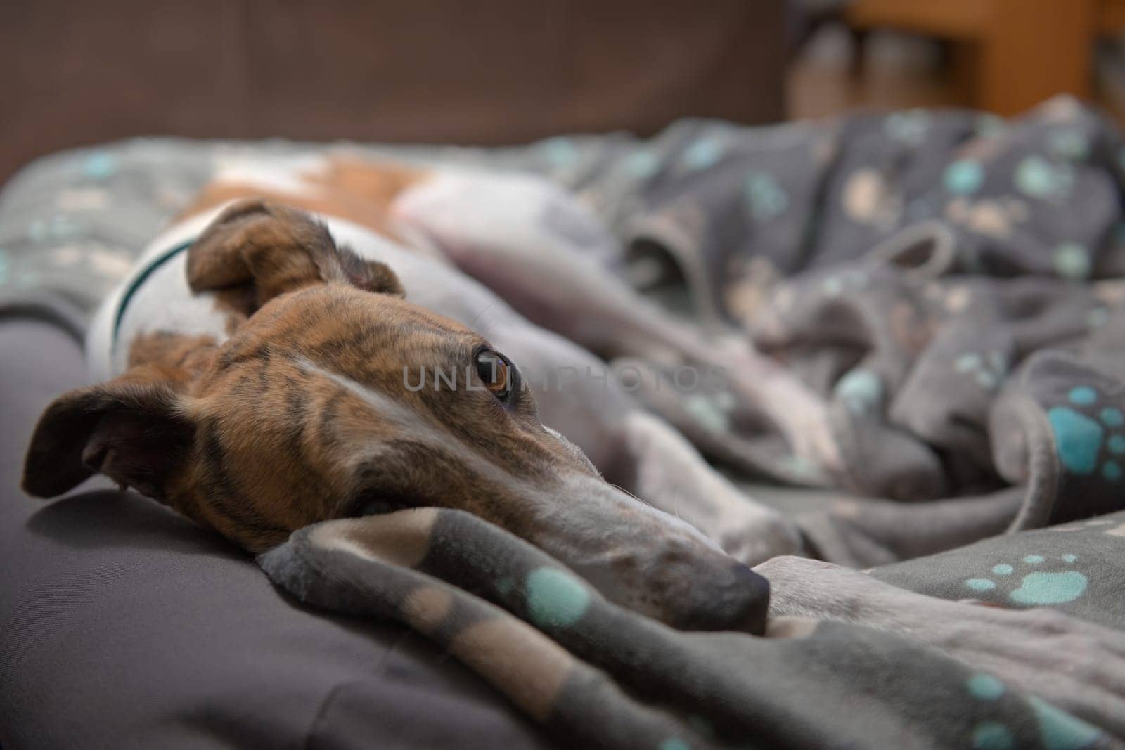 Very cute and adorable close up of an adopted rescue greyhound in her bed. Beautiful brown eye and blue paw patterned fleece blanket. Domestic life