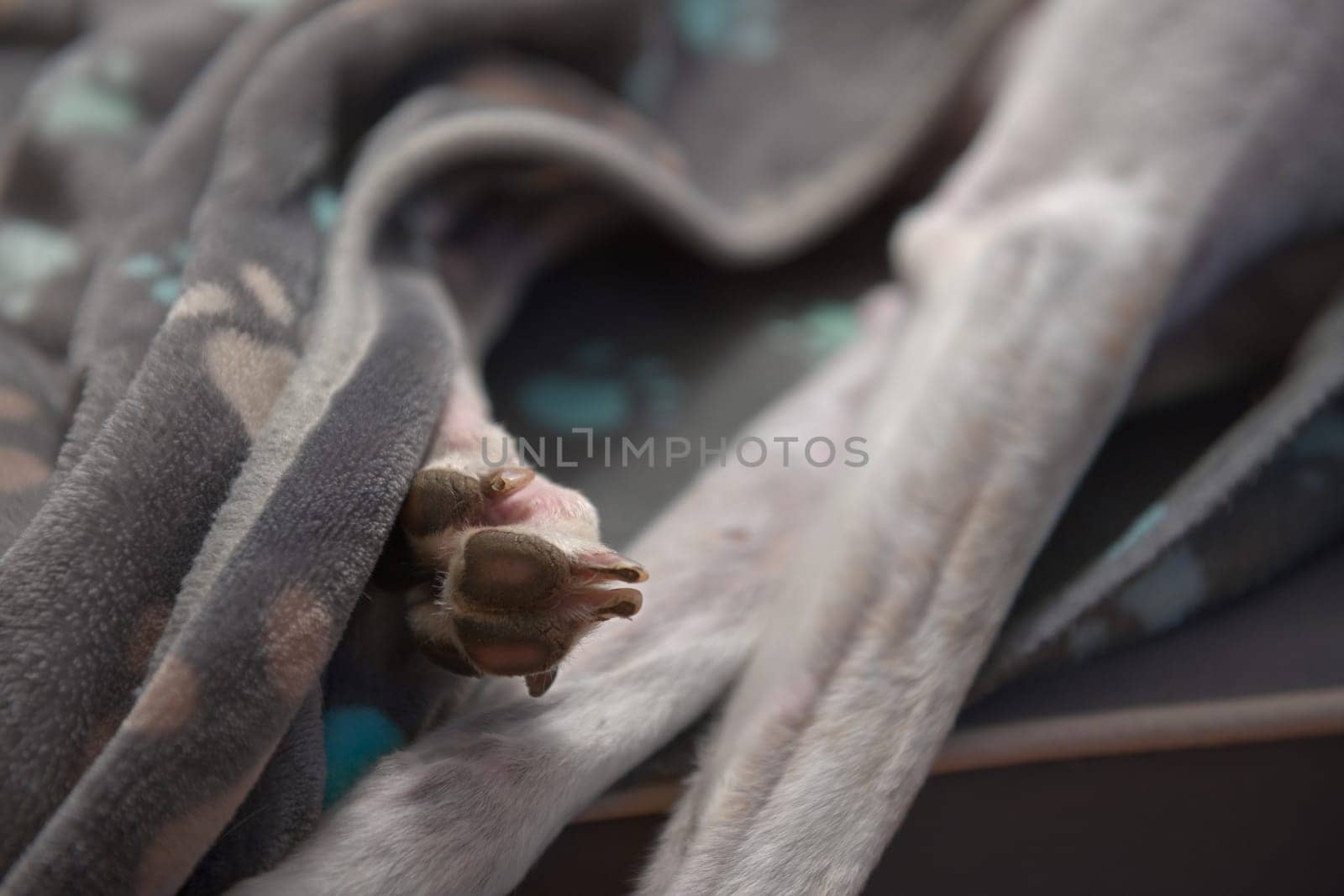 Weathered back paw and front legs of a rescued pet greyhound. Partly covered by a grey and blue soft dog blanket made from fleece. Domestic comfort