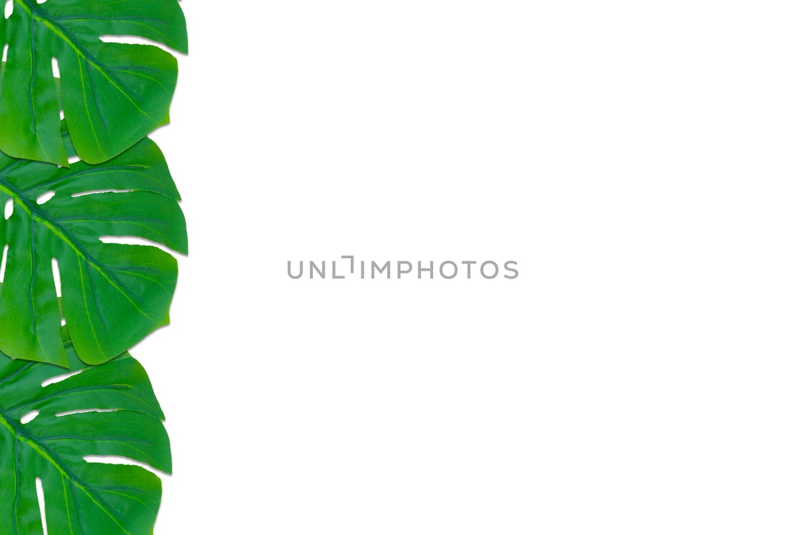 Monstera leaves summer on white background. Copy space concept and top view
