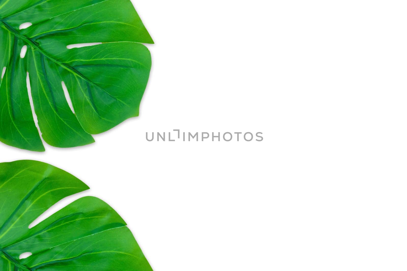 Monstera leaves summer on white background. Copy space concept and top view