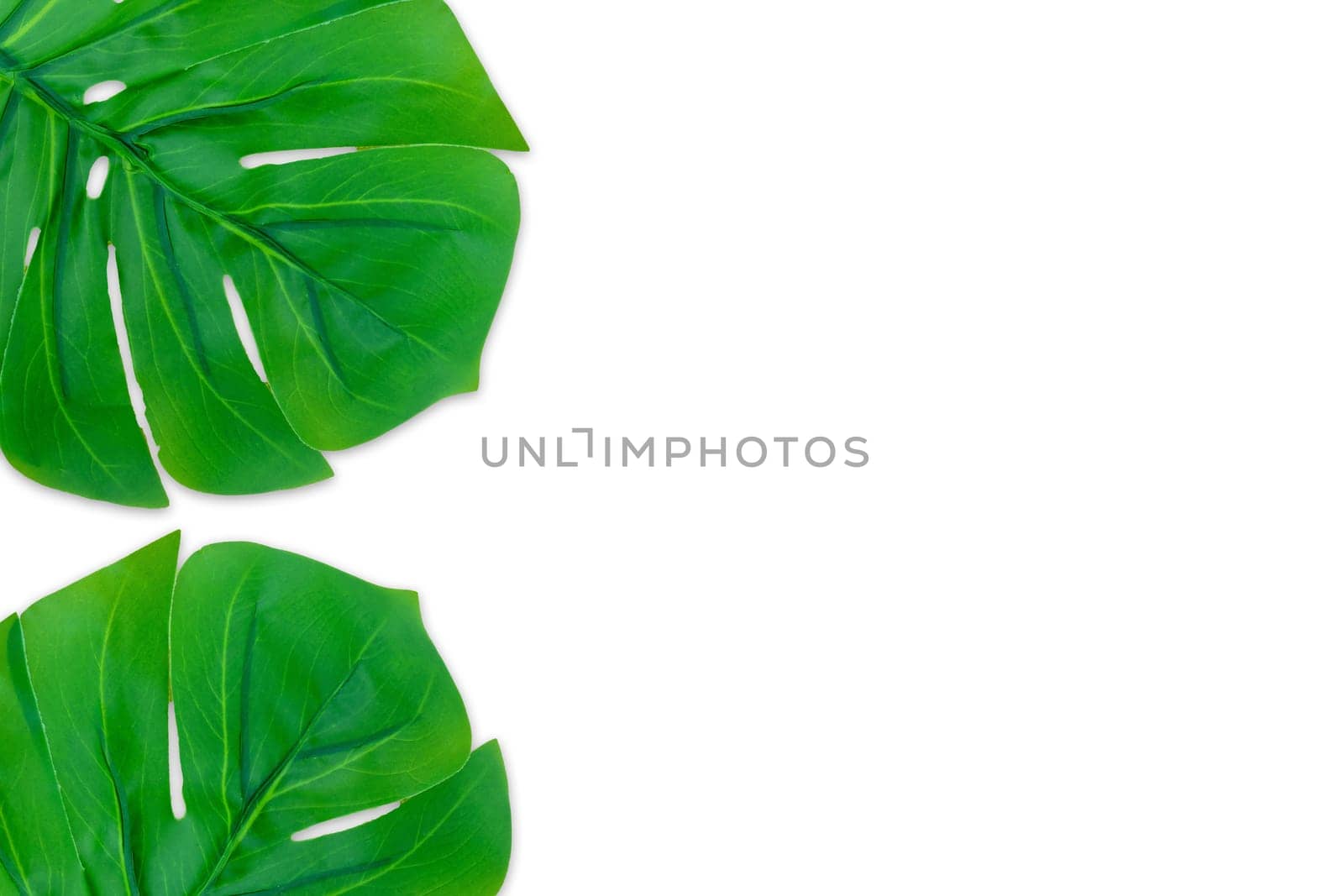 Monstera leaves summer on white background. Copy space concept and top view