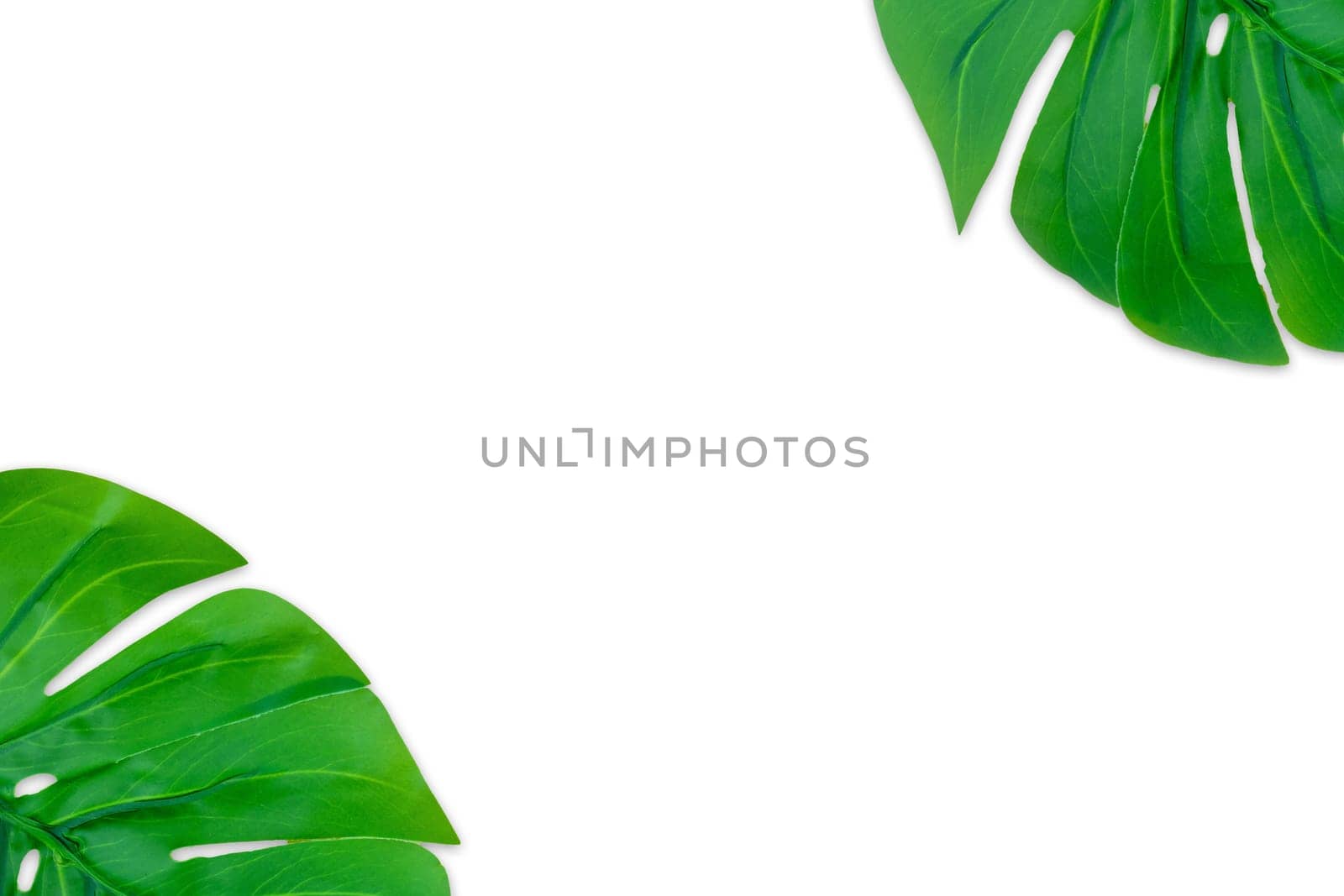 Monstera leaves summer on white background. Copy space concept and top view