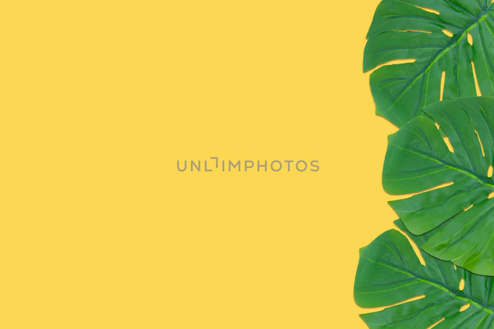 Monstera leaves summer on yellow background. Copy space concept and top view