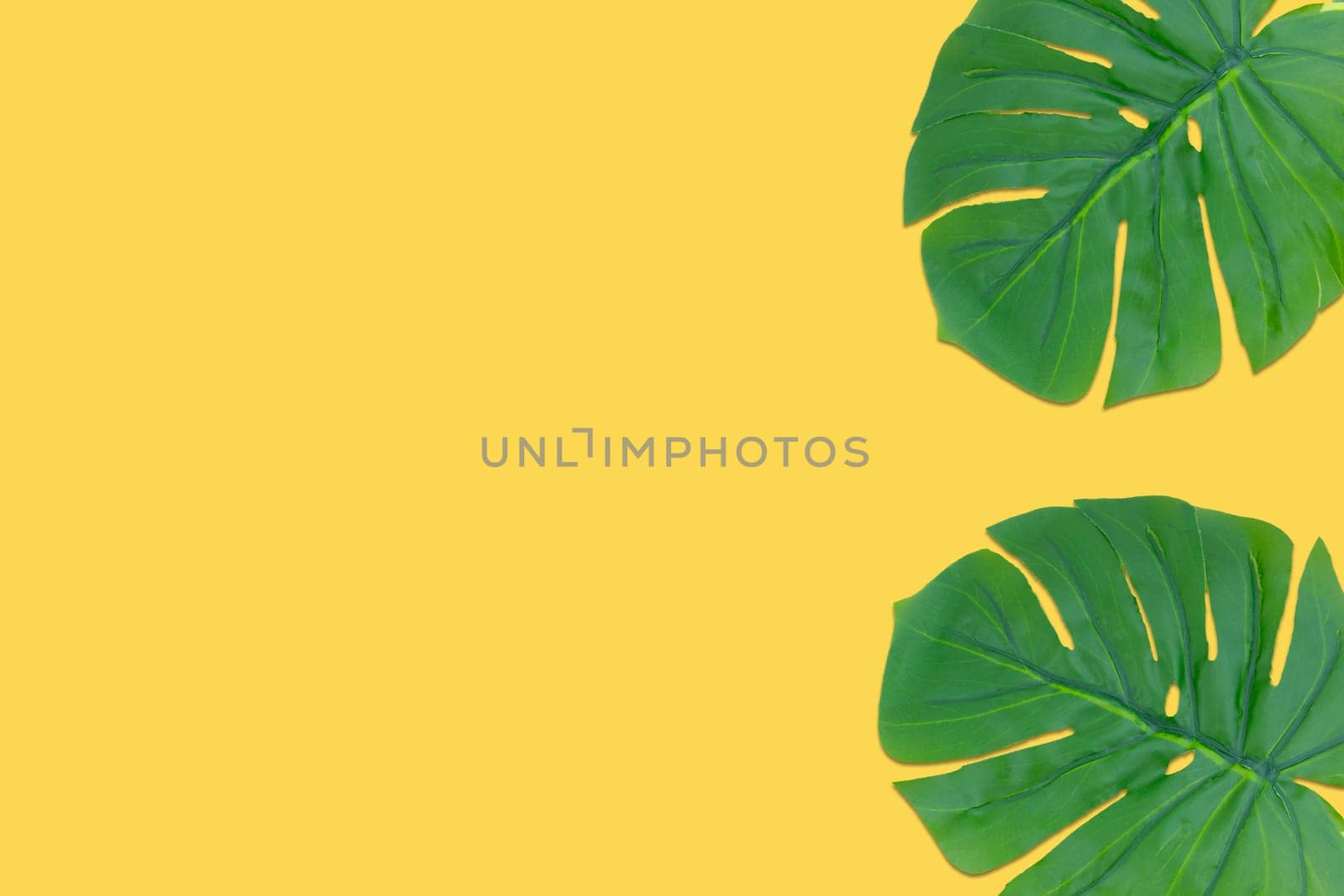 Monstera leaves summer on yellow background. Copy space concept and top view