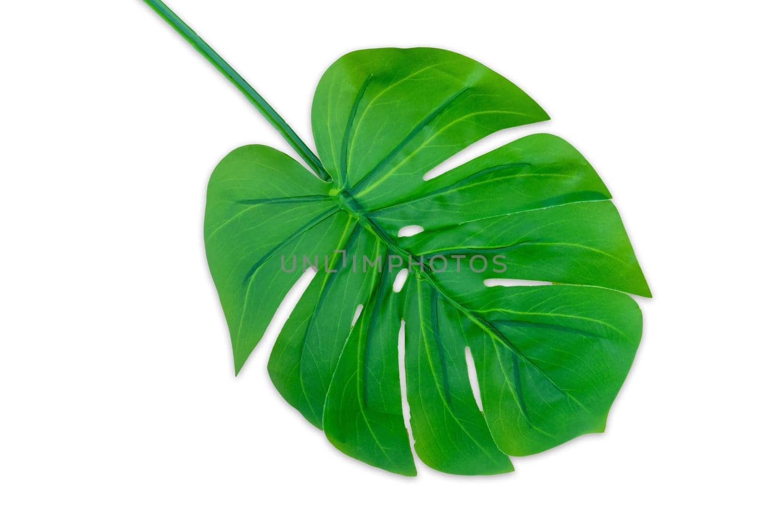 Monstera leaves summer on white background. Copy space concept and top view