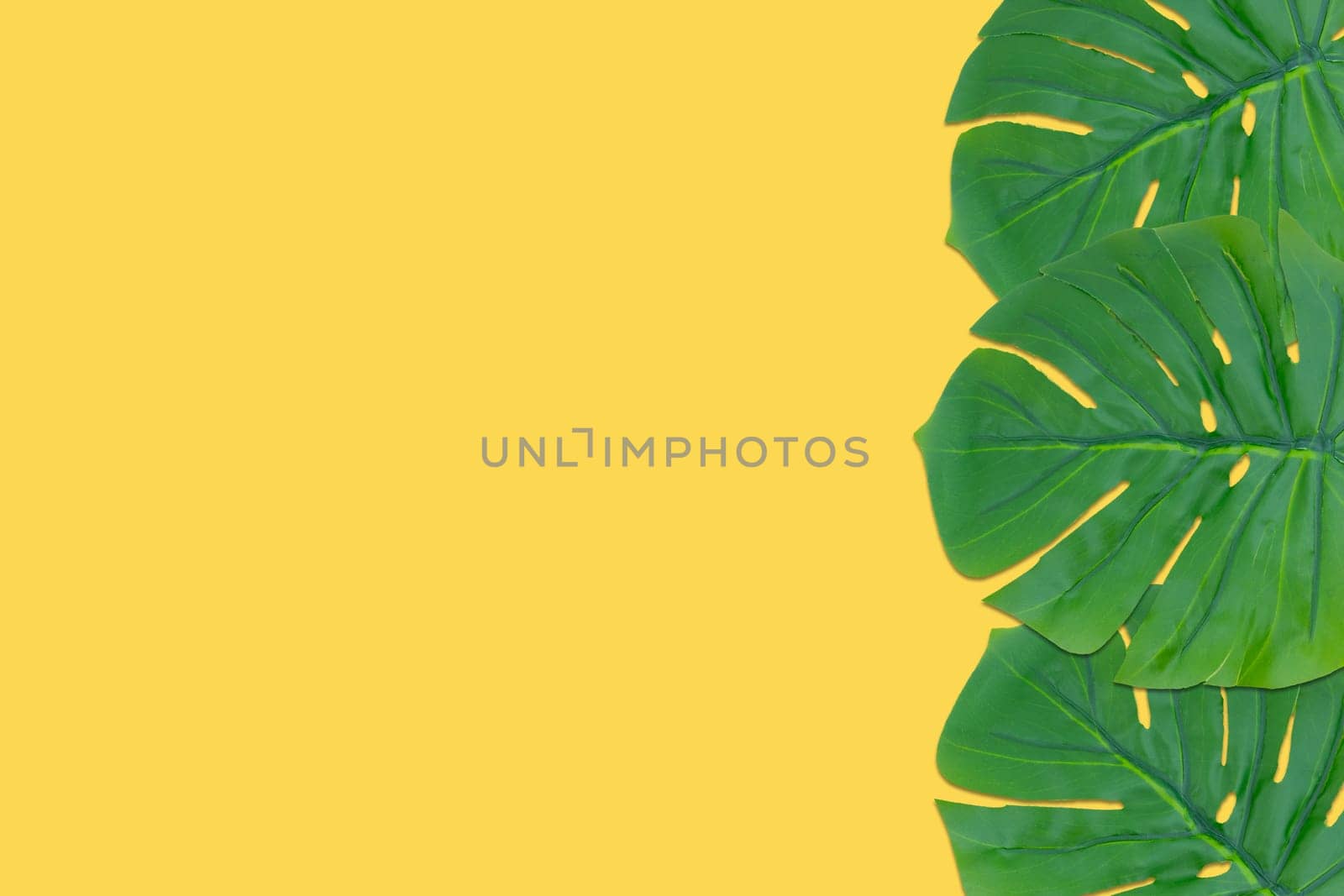 Monstera leaves summer on yellow background. Copy space concept and top view