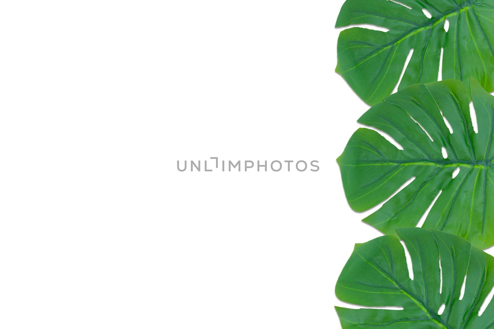 Monstera leaves summer on white background. Copy space concept and top view