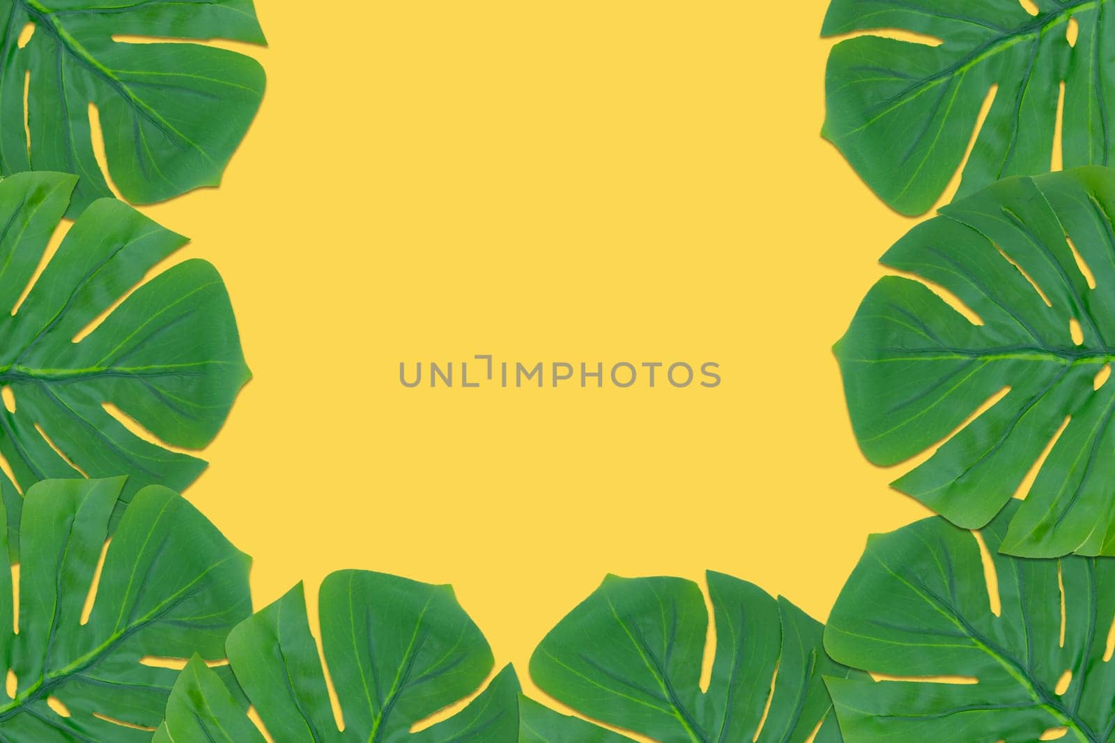 Monstera leaves summer on yellow background. Copy space concept and top view