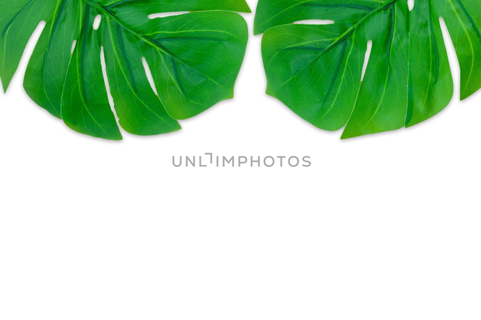 Monstera leaves summer on white background. Copy space concept and top view