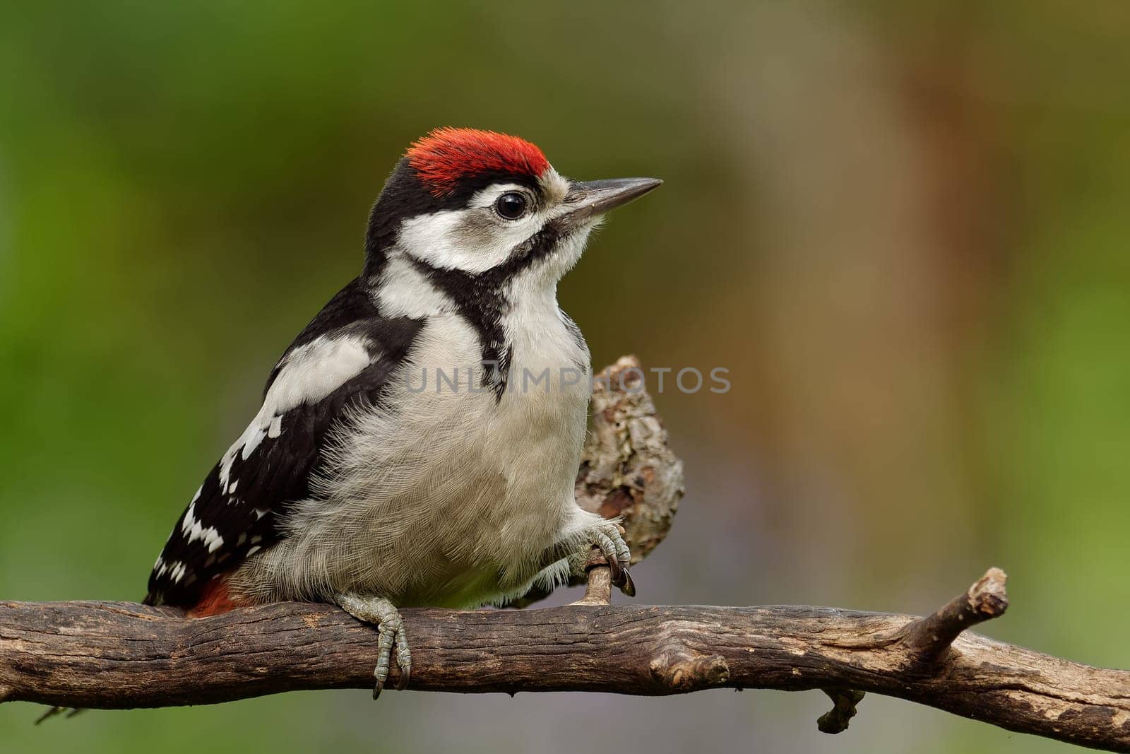 Juvenile great spotted woodpecker
