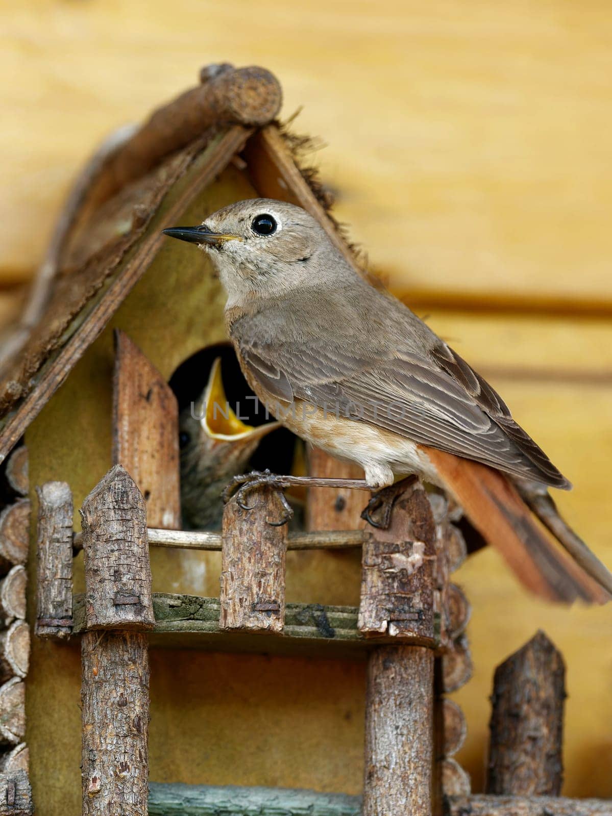 Common redstart feeding the kids at the nesting box