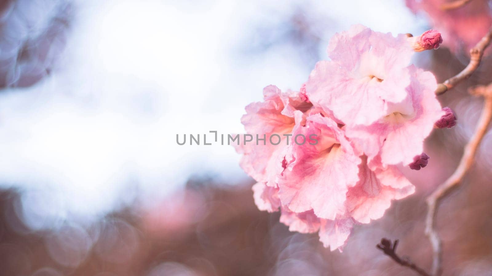 close-up beautiful pink bloosom flower . wedding  or valentine background. love concept .Soft blur focus. In sepia vintage pastel toned