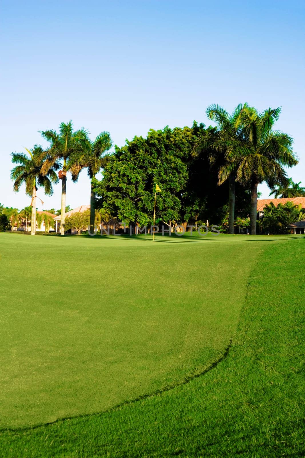 Palm trees in a golf course