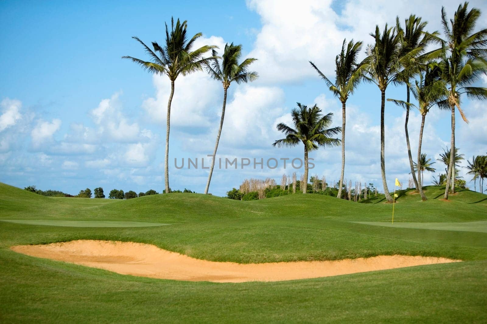 Palm trees in a golf course, Kauai, Hawaii Islands, USA
