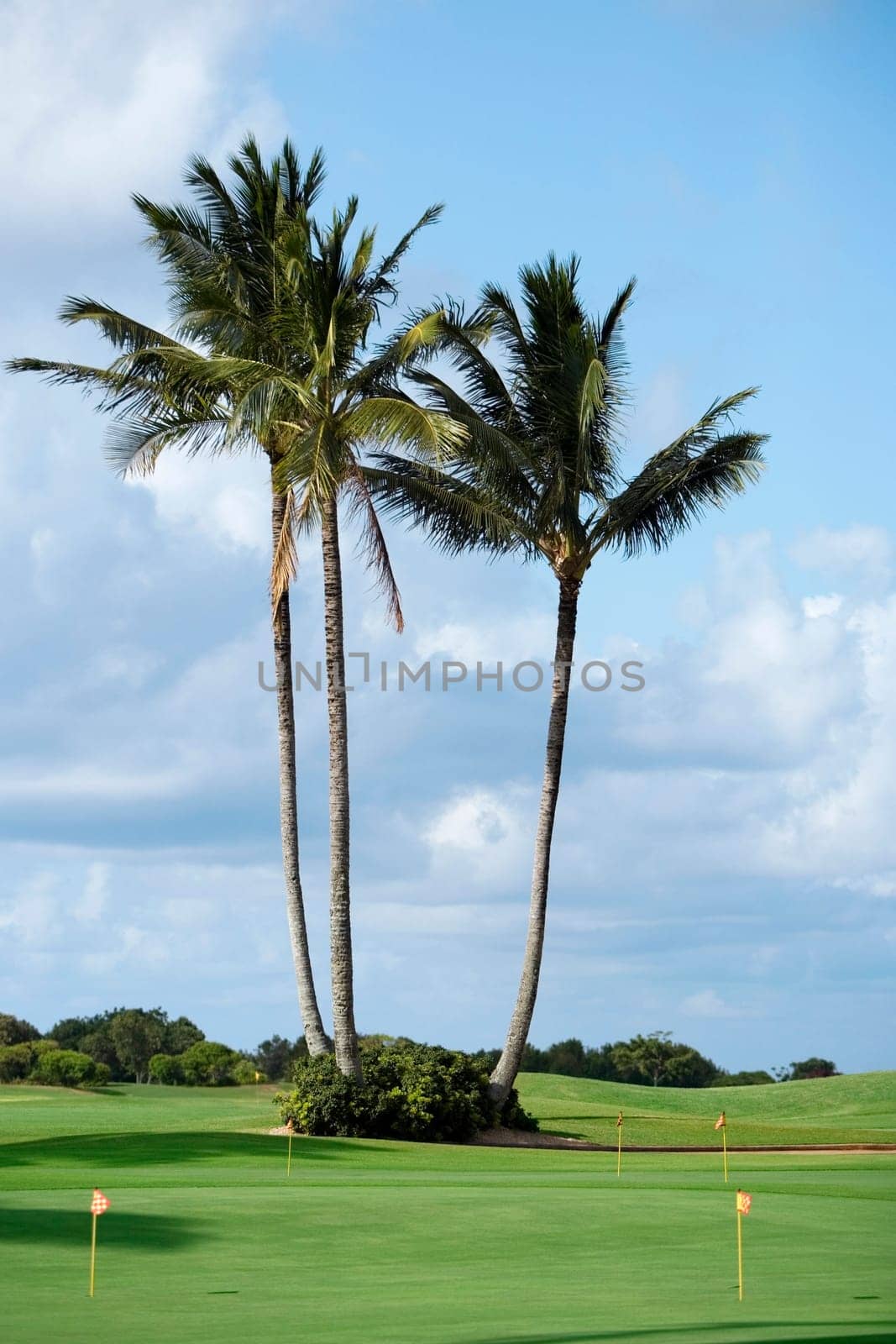 Palm trees in a golf course