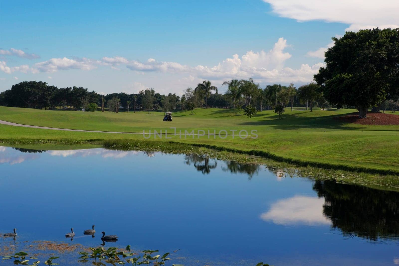 Pond in a golf course