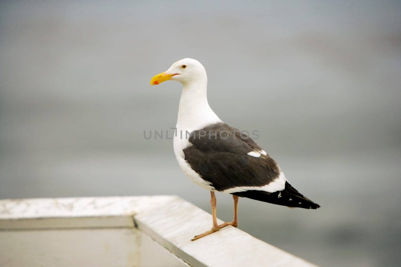 Close-up of a seagull on a rock, La Jolla Reefs, San Diego Bay, California, USA