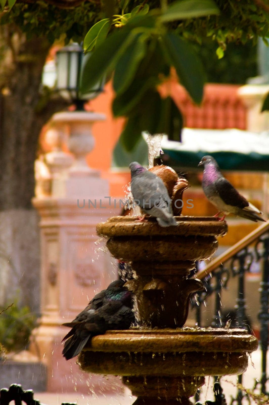 Pigeons on a fountain, Mexico