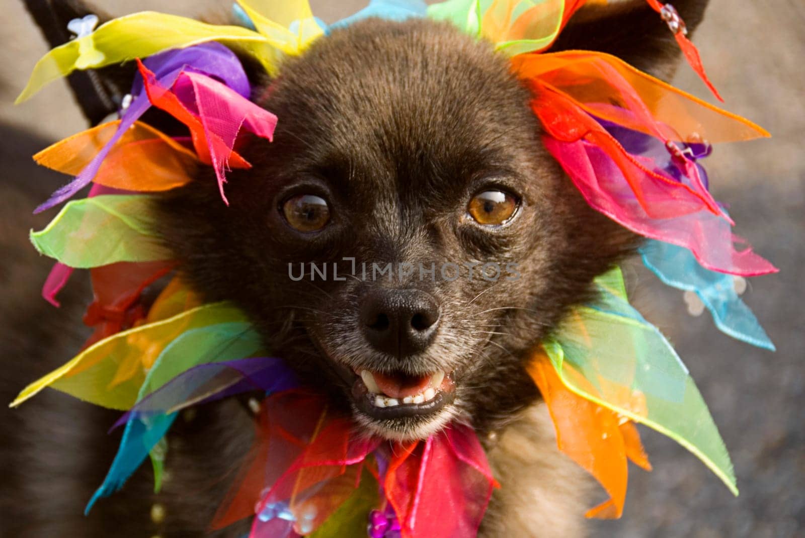 Close-up of a dog