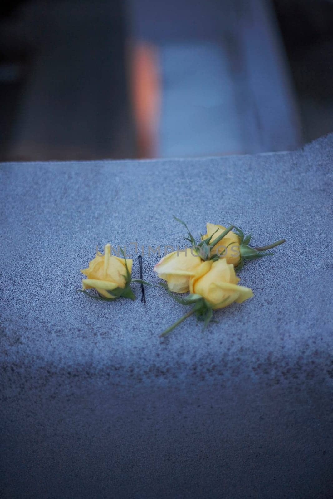 Close-up of roses on the ledge