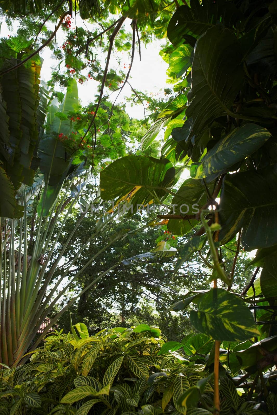 Low angle view of trees, Puerto Rico