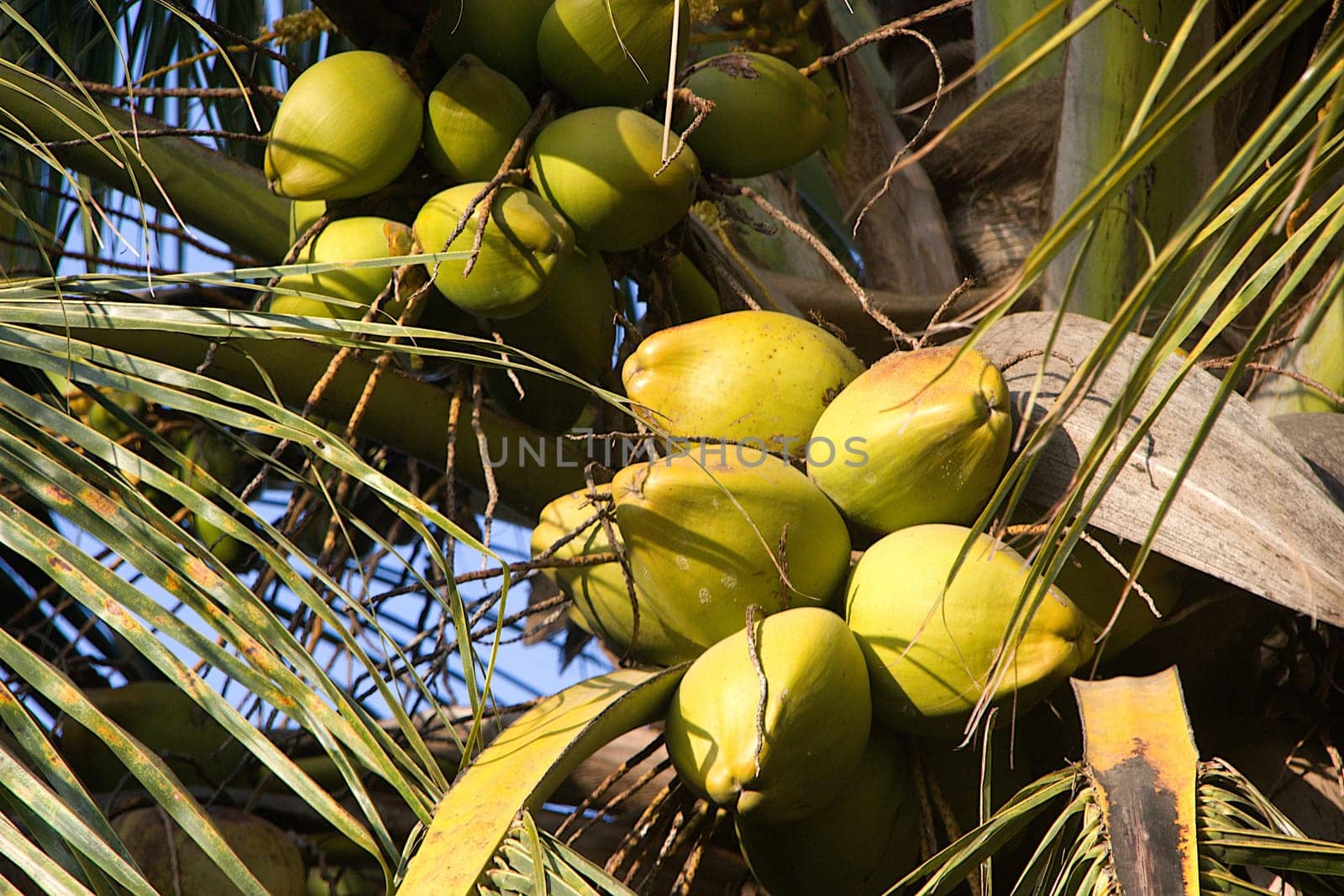 Closer view of bunches of coconut crop on top of tree