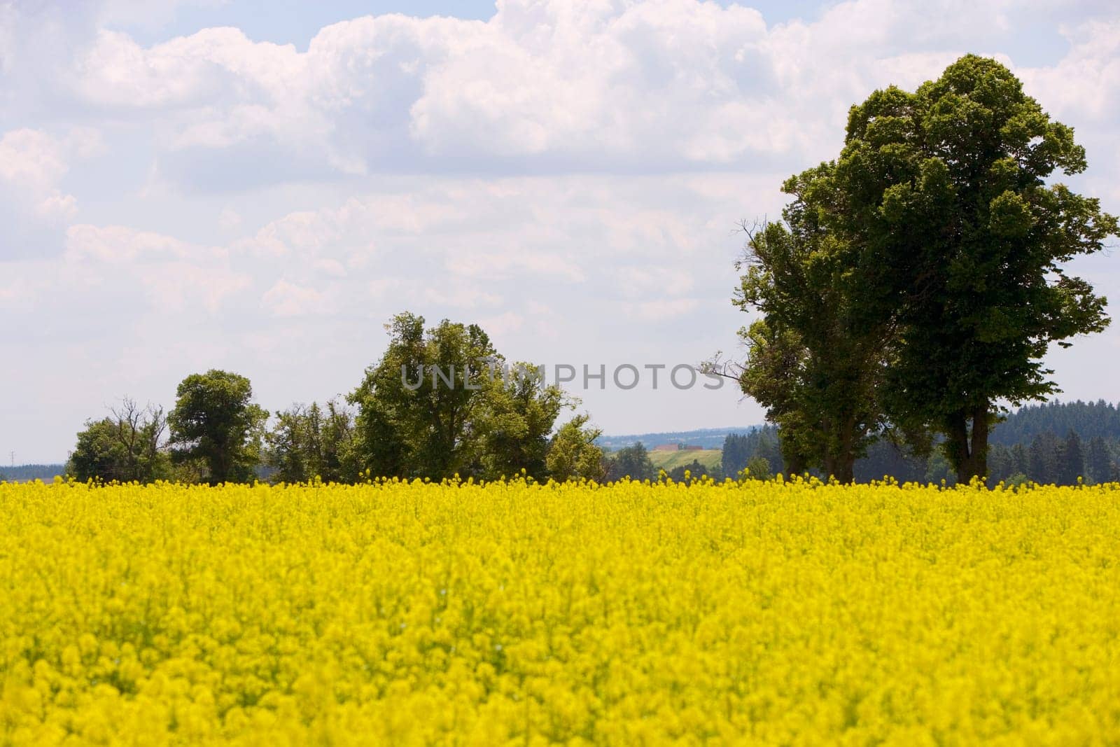 Yellow flowers in a field, Czech Republic