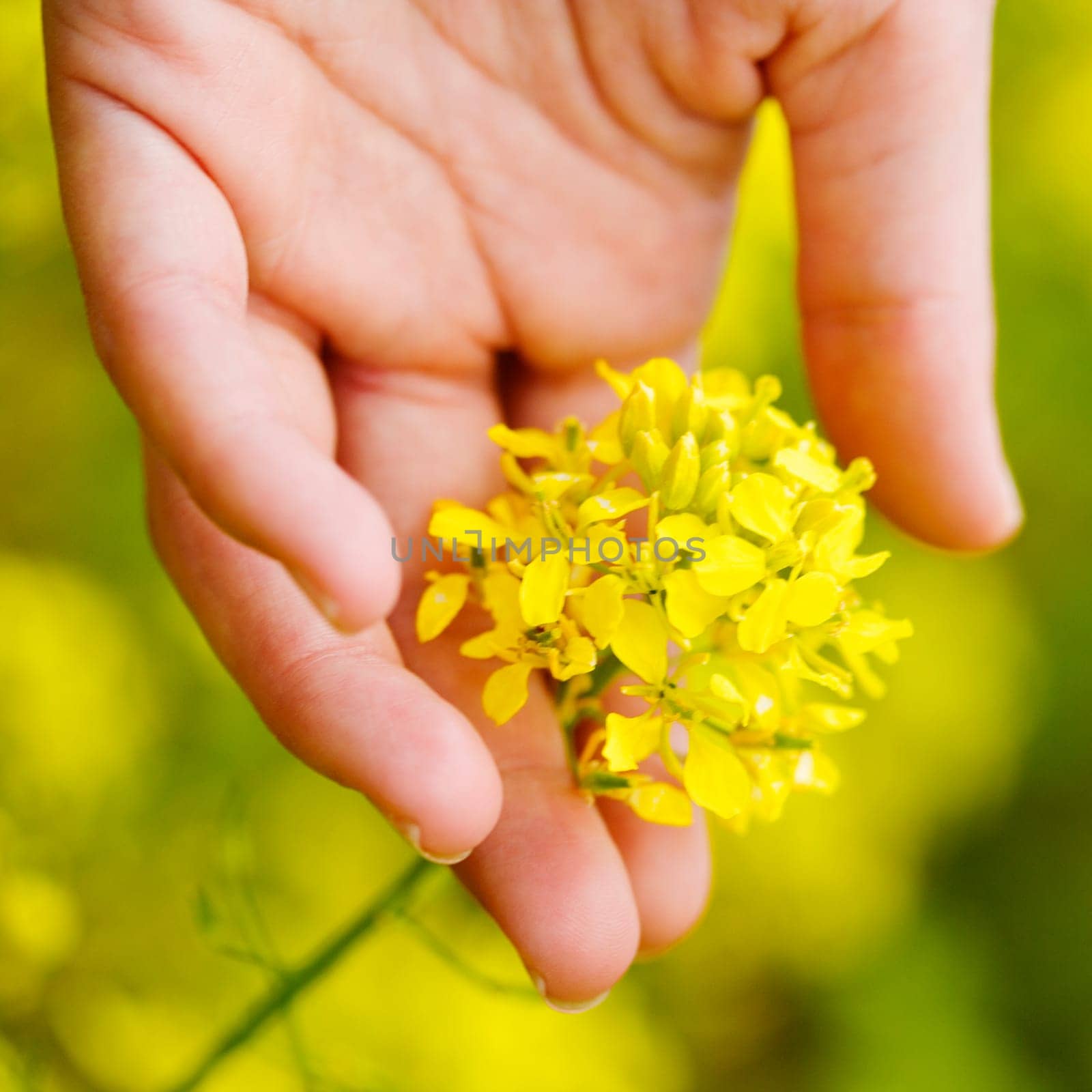 Close-up of a personŽs hand holding a yellow flower