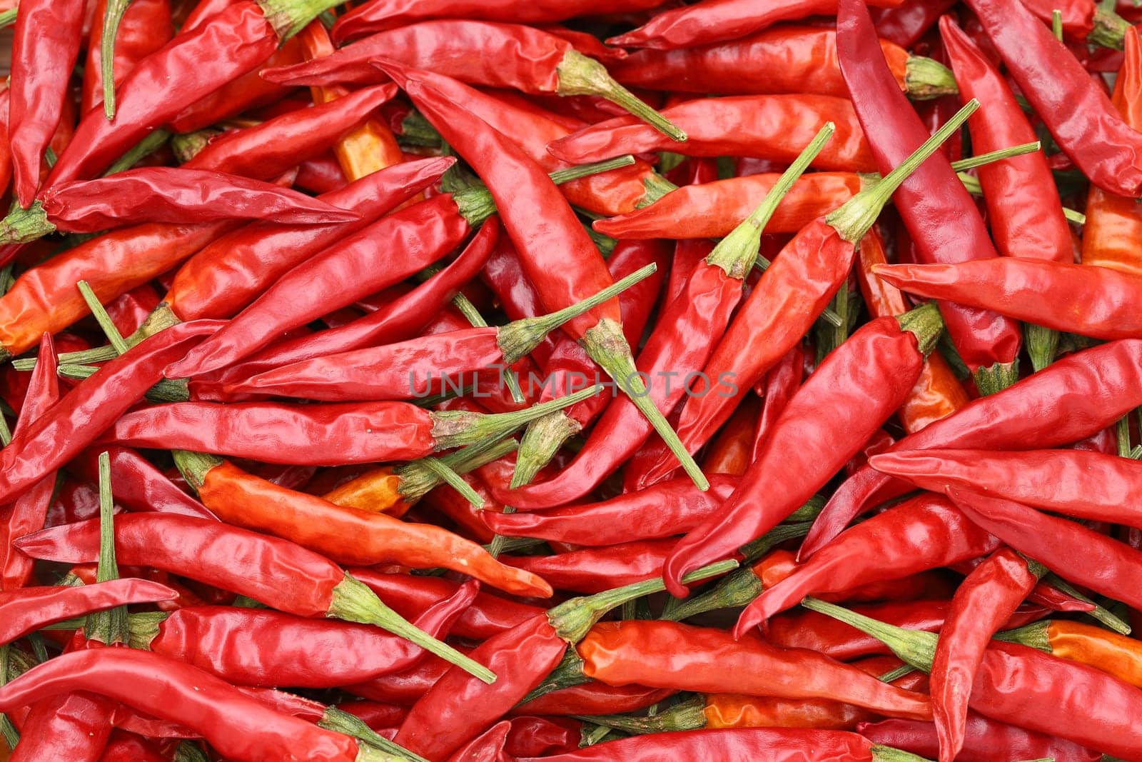 Dried red chili pepper plants, texture background