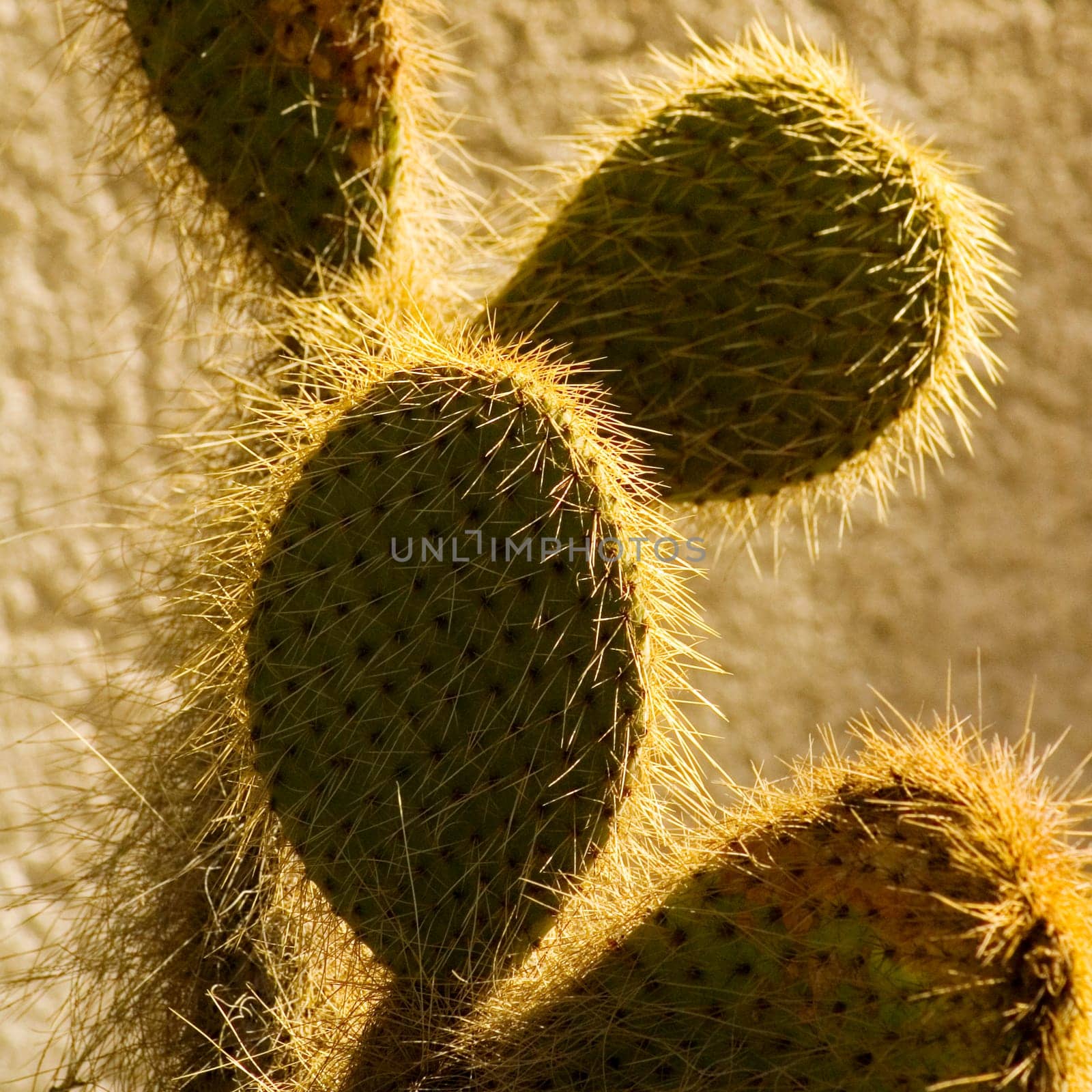 Close-up of a hairy cactus