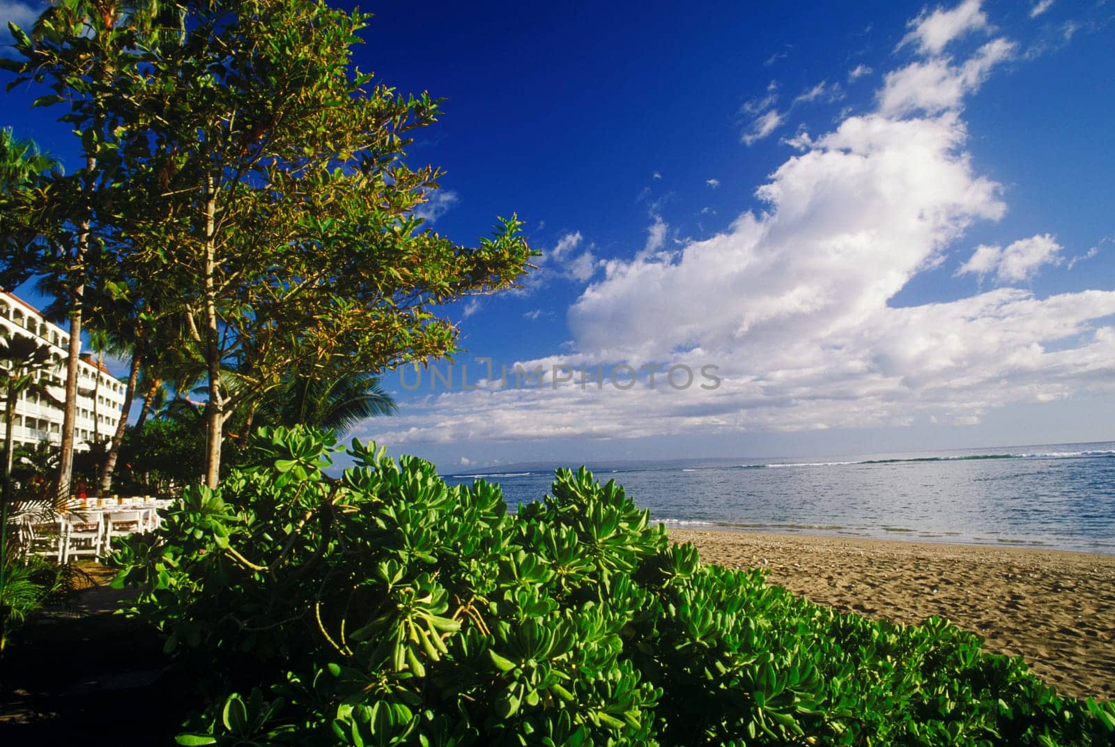 Trees and plants on the beach, Hawaii, USA