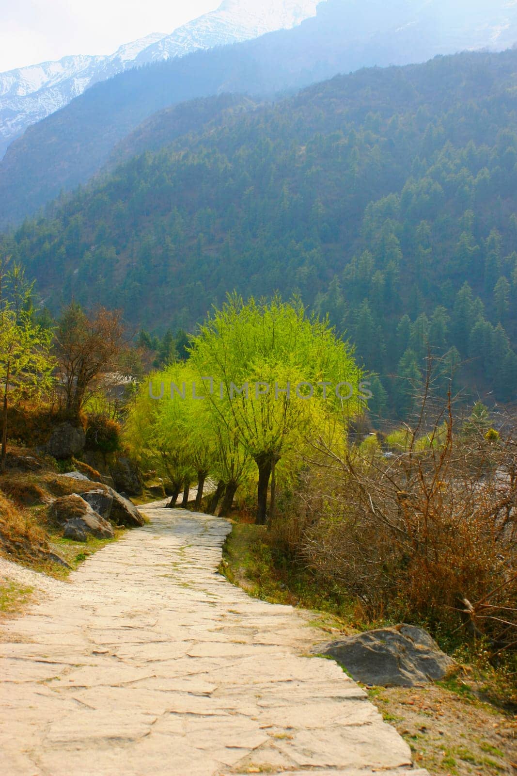 Walkway leading to mountains, Annapurna Range, Himalayas, Nepal