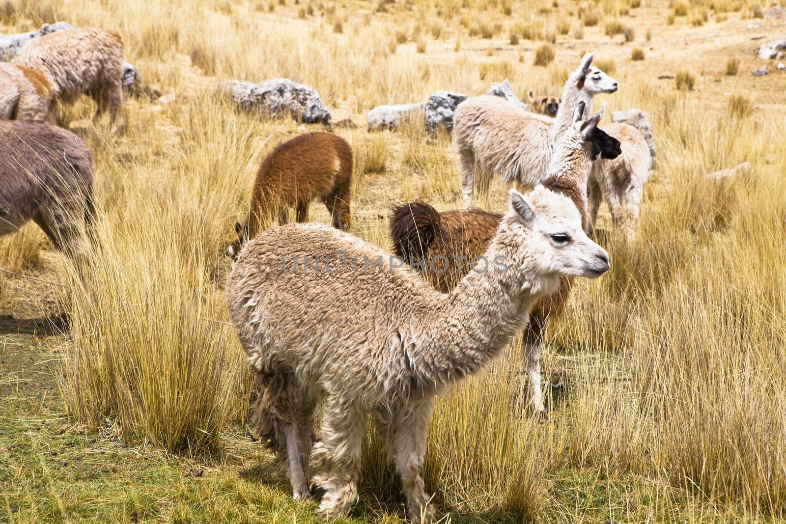 Llamas Lama glama with alpacas Lama pacos and sheep grazing in a pasture, Peru