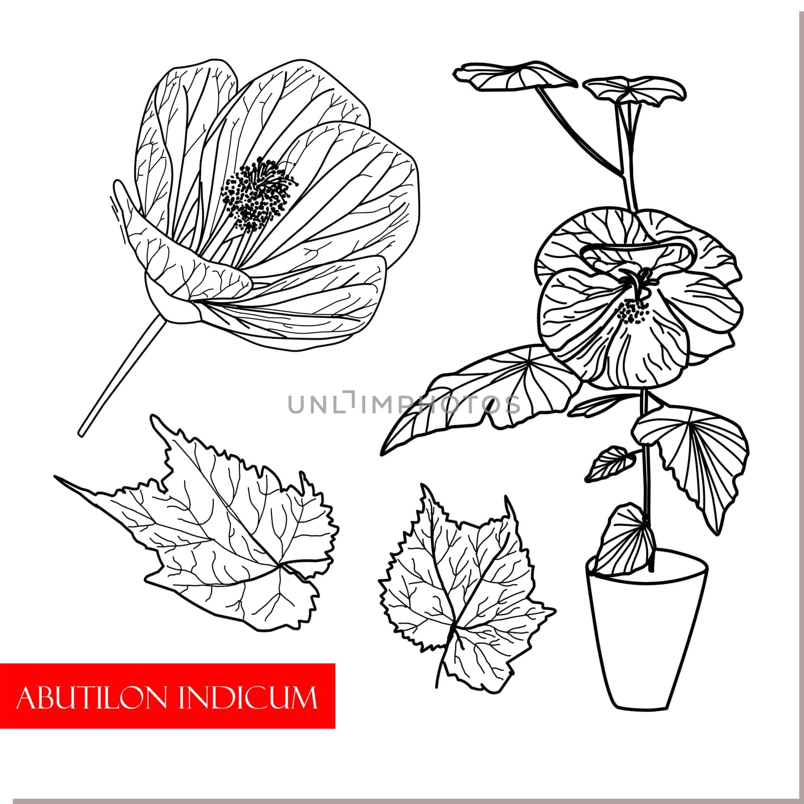 Abutilon indicum, climbing bush, Chinese medicinal plants. medicinal drug