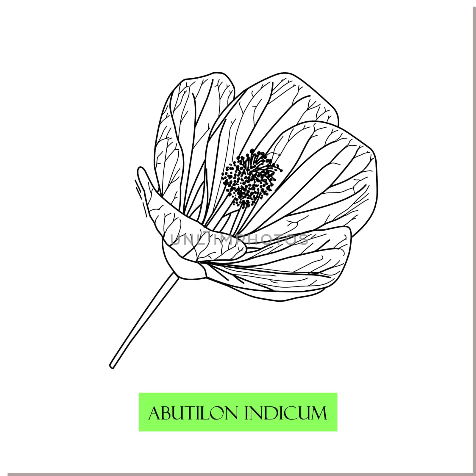 Abutilon indicum, climbing bush, Chinese medicinal plants. medicinal drug