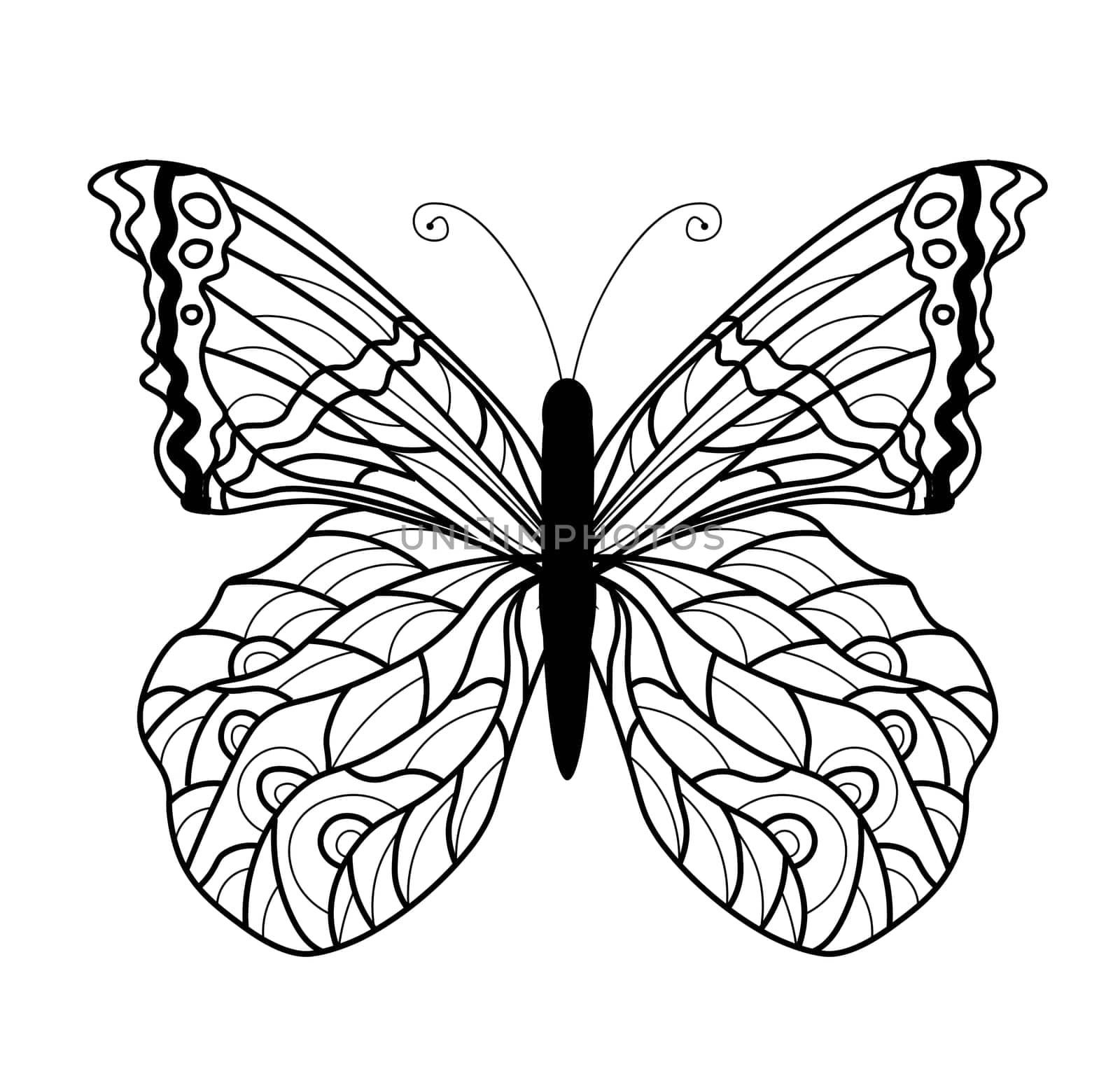 Butterfly coloring book. Linear drawing of a butterfly.