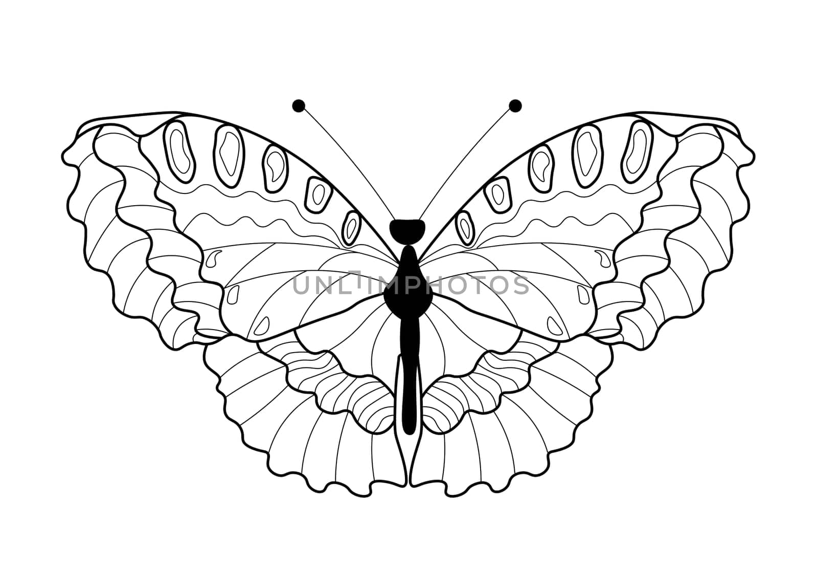 Butterfly coloring book. Linear drawing of a butterfly.