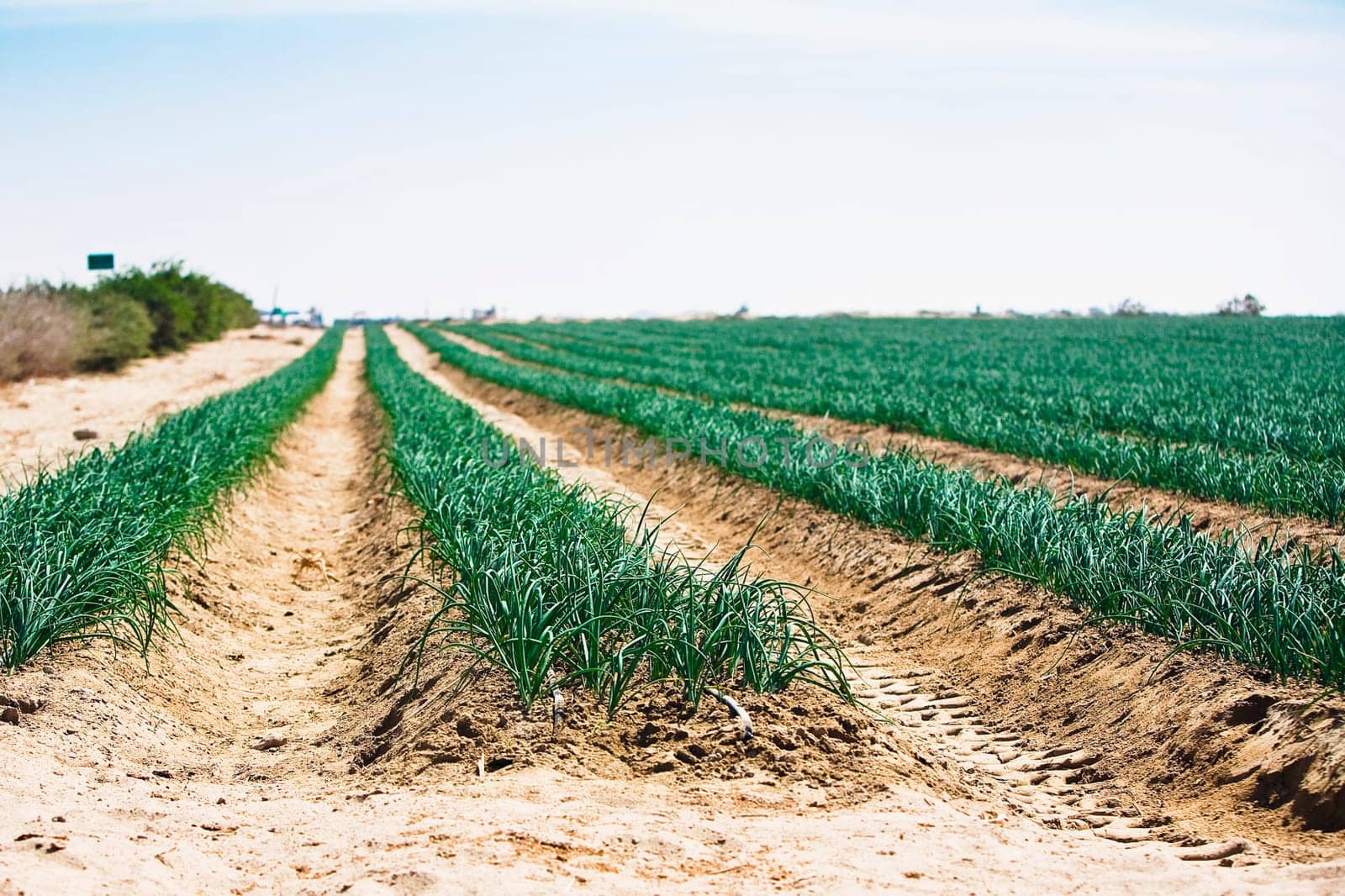 Onion crop in a field, Peru