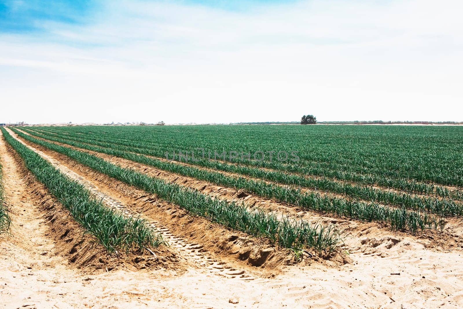 Onion crop in a field, Peru