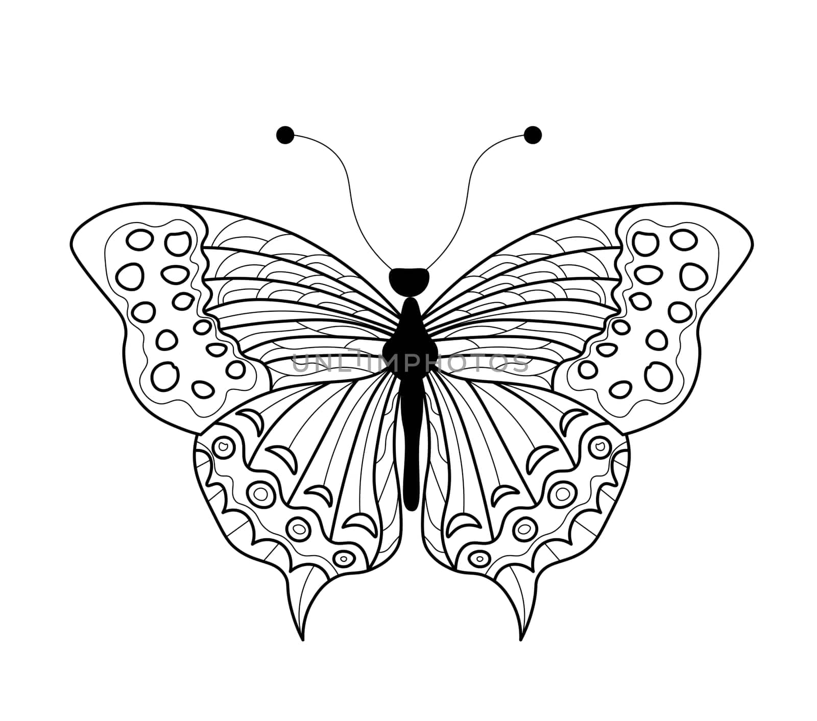 Butterfly coloring book. Linear drawing of a butterfly.