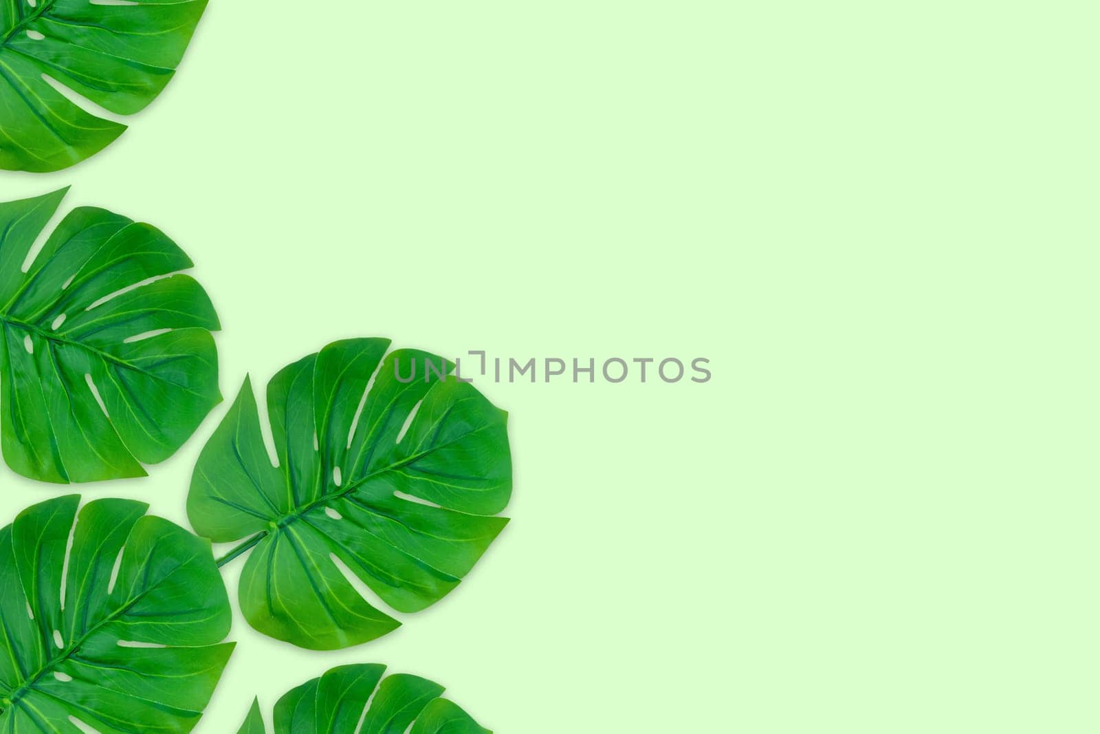 Monstera leaves summer on green background. Copy space concept and top view