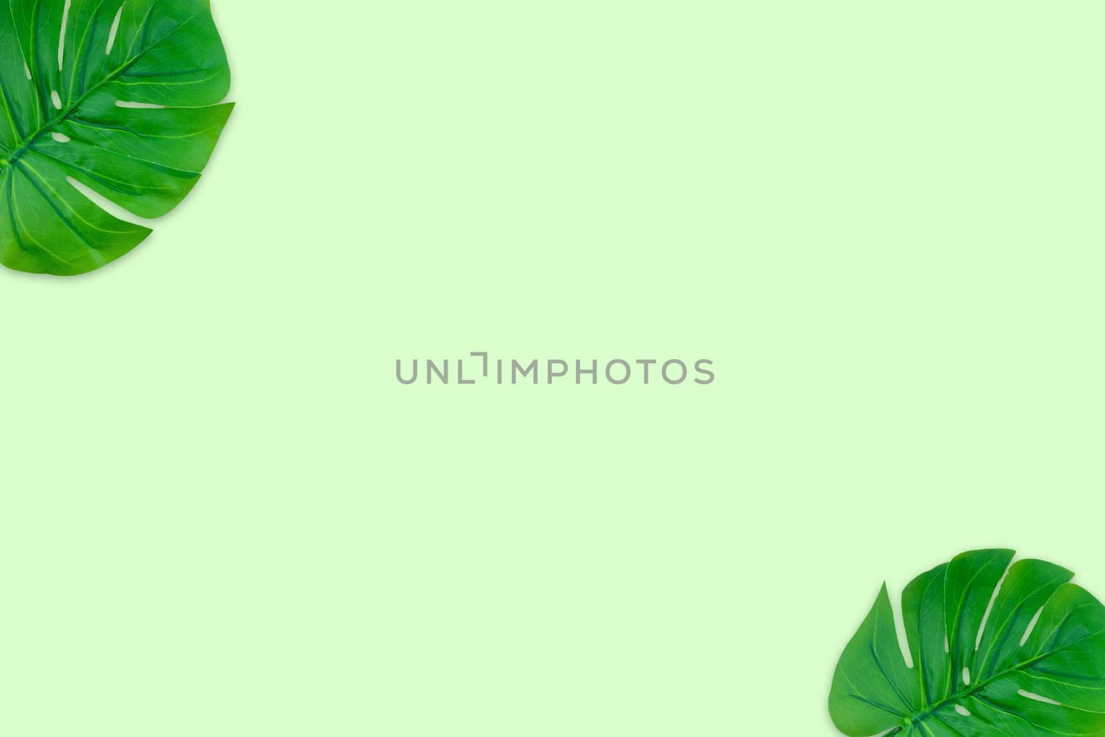 Monstera leaves summer on green background. Copy space concept and top view