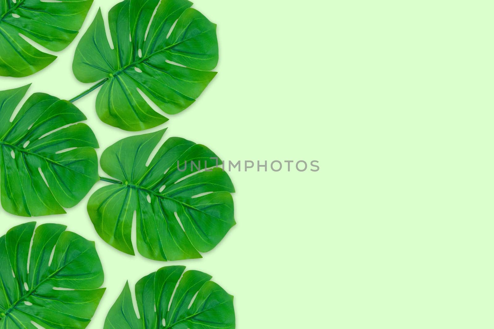 Monstera leaves summer on green background. Copy space concept and top view