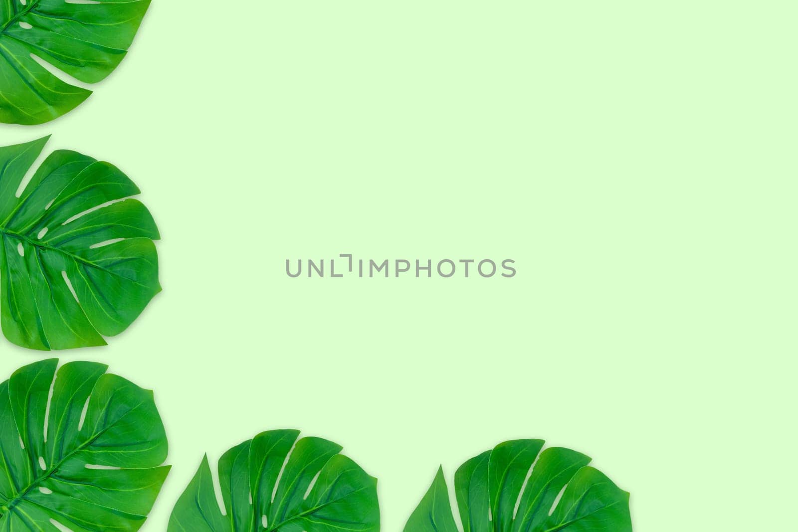 Monstera leaves summer on green background. Copy space concept and top view